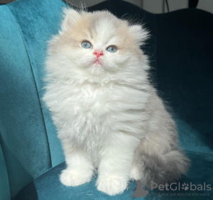 Foto №2 zu Ankündigung № 104321 zu verkaufen ragdoll-katze - einkaufen USA quotient 	ankündigung