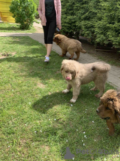 Foto №4. Ich werde verkaufen do khyi in der Stadt Minsk. quotient 	ankündigung - preis - 1000€