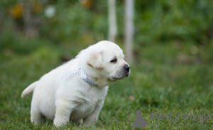 Foto №4. Ich werde verkaufen labrador retriever in der Stadt Warschau. quotient 	ankündigung - preis - 800€