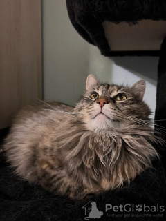 Foto №2 zu Ankündigung № 39339 zu verkaufen  - einkaufen Russische Föderation quotient 	ankündigung