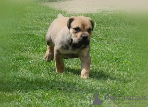 Foto №4. Ich werde verkaufen boerboel in der Stadt Belgrad. züchter - preis - verhandelt