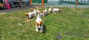 Zusätzliche Fotos: Niedliche Jack-Russell-Terrier-Welpen