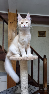Foto №2 zu Ankündigung № 137758 zu verkaufen maine-coon-katze - einkaufen Australien züchter