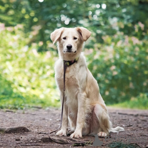 Foto №2 zu Ankündigung № 151941 zu verkaufen mischlingshund - einkaufen Russische Föderation quotient 	ankündigung