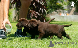 Foto №3. Labrador retriever puppies.. Serbien