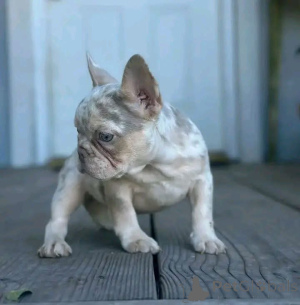 Foto №4. Ich werde verkaufen  in der Stadt Osttexas.  - preis - Frei