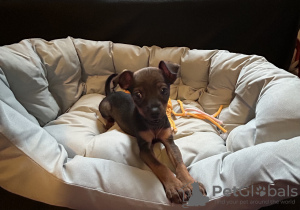 Foto №4. Ich werde verkaufen affenpinscher in der Stadt Garding. quotient 	ankündigung - preis - 800€