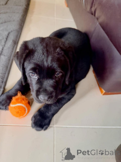 Foto №3. Wunderschöne Labrador-Retriever-Welpen suchen ein liebevolles neues Zuhause. Deutschland