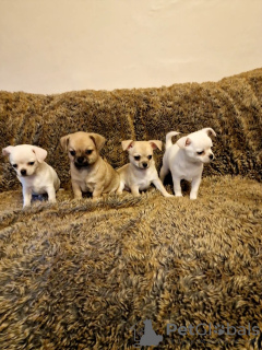 Foto №2 zu Ankündigung № 133270 zu verkaufen chihuahua - einkaufen Deutschland quotient 	ankündigung