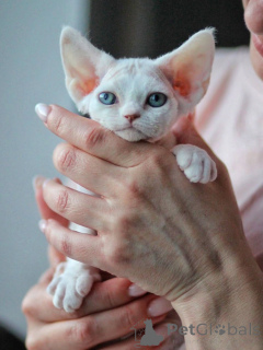 Foto №4. Ich werde verkaufen devon rex in der Stadt München. quotient 	ankündigung - preis - verhandelt