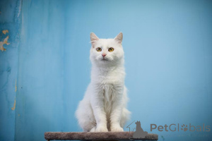 Foto №1.  - zum Verkauf in der Stadt Chimki | Frei | Ankündigung № 159452