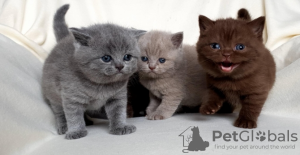 Foto №2 zu Ankündigung № 133111 zu verkaufen american shorthair - einkaufen Algerien quotient 	ankündigung
