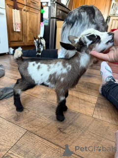 Foto №2 zu Ankündigung № 161734 zu verkaufen  - einkaufen USA 