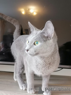 Zusätzliche Fotos: Russische blaue Katze