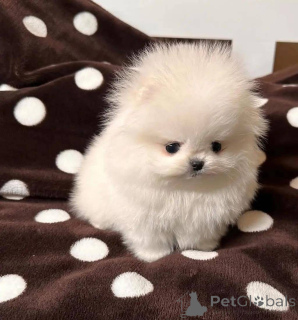 Foto №4. Ich werde verkaufen  in der Stadt Warschau.  - preis - Frei