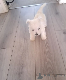 Foto №2 zu Ankündigung № 166522 zu verkaufen west highland white terrier - einkaufen Großbritannien 