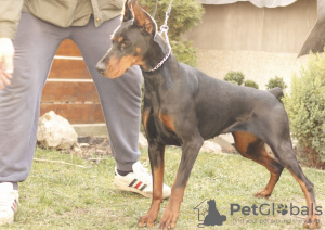 Zusätzliche Fotos: Dobermann BESTE Welpen