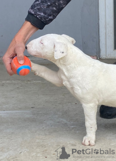 Foto №4. Ich werde verkaufen bullterrier in der Stadt Бачка-Паланка. züchter - preis - verhandelt