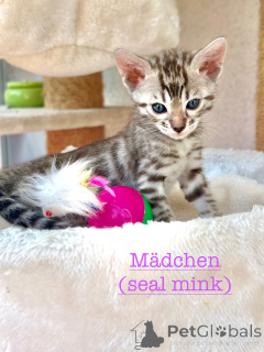 Foto №3. Wunderschöne Bengalkitten in seltenen Farben. Deutschland