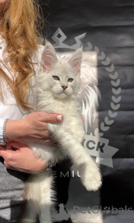 Foto №3. Alfa. USA