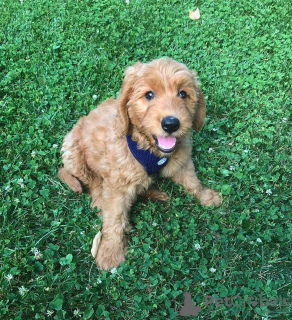 Foto №2 zu Ankündigung № 125855 zu verkaufen mischlingshund - einkaufen USA züchter