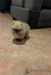 Foto №4. Ich werde verkaufen pommersche spitz in der Stadt Belgrad.  - preis - verhandelt