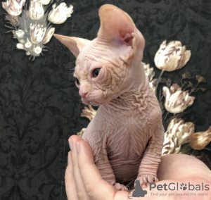 Foto №1. sphynx-katze - zum Verkauf in der Stadt Brownsville | 398€ | Ankündigung № 84372