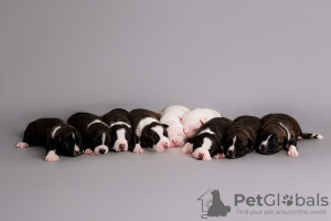 Foto №2 zu Ankündigung № 126750 zu verkaufen amerikanischer staffordshire terrier - einkaufen Kroatien 