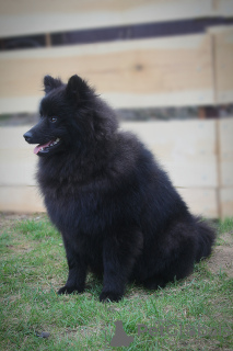 Foto №4. Ich werde verkaufen german spitz in der Stadt Warschau. vom kindergarten - preis - 1000€