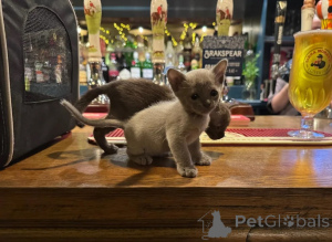 Foto №1. burma-katze - zum Verkauf in der Stadt JAWORZNO | 350€ | Ankündigung № 178683