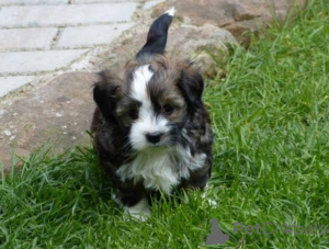 Foto №2 zu Ankündigung № 161189 zu verkaufen bolonka zwetna - einkaufen Deutschland 