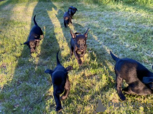 Foto №2 zu Ankündigung № 108831 zu verkaufen labrador retriever - einkaufen USA quotient 	ankündigung, vom kindergarten, aus dem tierheim, züchter