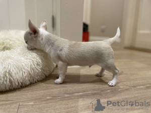 Foto №4. Ich werde verkaufen chihuahua in der Stadt Oslo. quotient 	ankündigung - preis - 400€