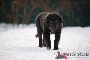 Foto №1. mongolischer wolfshund der burjaten - zum Verkauf in der Stadt Наро-Фоминск | 739€ | Ankündigung № 37073