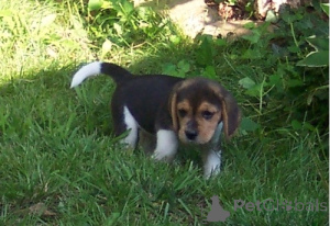 Foto №1. beagle - zum Verkauf in der Stadt De haan | verhandelt | Ankündigung № 170512