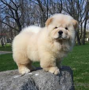 Foto №1. chow-chow - zum Verkauf in der Stadt Calgary | verhandelt | Ankündigung № 168780