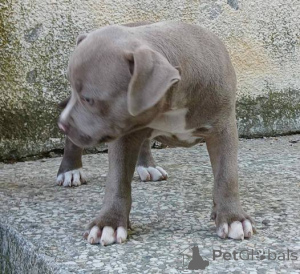 Foto №3. American Bully Pocket Welpen. Serbien