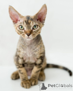 Foto №1. devon rex - zum Verkauf in der Stadt Aizlenten | 450€ | Ankündigung № 157702