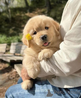 Foto №3. Auf der Suche nach einem guten Zuhause? Schicken Sie mir und Ihrem Standort eine. Spanien