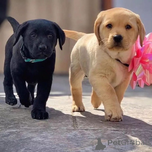 Foto №1. labrador retriever - zum Verkauf in der Stadt Gottskär | verhandelt | Ankündigung № 170448