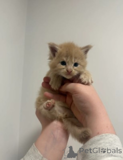 Foto №3. Maine-Coon-Kätzchen. Deutschland