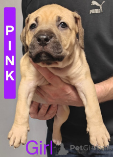 Foto №1. mischlingshund - zum Verkauf in der Stadt Fliegen | 775€ | Ankündigung № 161555