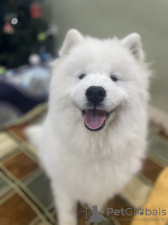 Foto №4. Ich werde verkaufen samojede (hunderasse) in der Stadt Nikolaev. züchter - preis - 531€