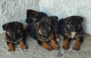 Foto №2 zu Ankündigung № 107479 zu verkaufen deutscher schäferhund - einkaufen Serbien züchter