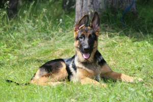 Foto №4. Ich werde verkaufen deutscher schäferhund in der Stadt Tscheljabinsk. vom kindergarten, züchter - preis - 279€