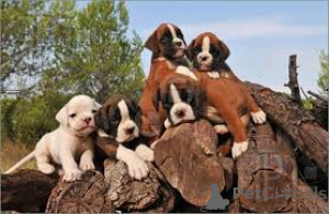 Foto №4. Ich werde verkaufen deutscher boxer in der Stadt Heidelberg.  - preis - verhandelt