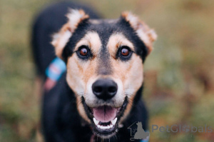 Foto №2 zu Ankündigung № 165003 zu verkaufen mischlingshund - einkaufen Russische Föderation quotient 	ankündigung