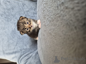 Foto №4. Ich werde verkaufen siamkatze in der Stadt Ostrów Wielkopolski. züchter - preis - 900€
