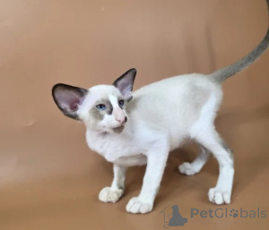 Foto №1. siamkatze - zum Verkauf in der Stadt Hammelburg | 350€ | Ankündigung № 176690