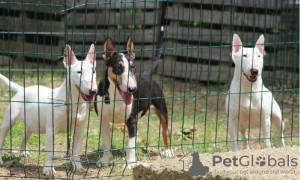 Foto №3. Mini bull terriers. Serbien